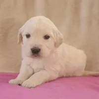 Magenta, a female English Cream Golden Retriever for sale in Roseburg, OR – Photo 5 of 9