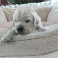 Pink, a female English Cream Golden Retriever for sale in Roseburg, OR – Photo 4 of 6