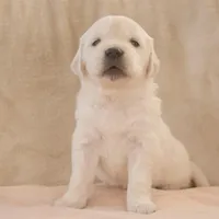 Pink, a female English Cream Golden Retriever for sale in Roseburg, OR – Photo 3 of 6