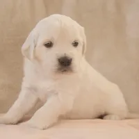 Pink, a female English Cream Golden Retriever for sale in Roseburg, OR – Photo 2 of 6