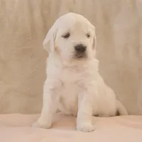 Pink, a female English Cream Golden Retriever for sale in Roseburg, OR – Photo 1 of 6