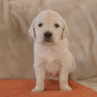 Orange, a male English Cream Golden Retriever for sale in Roseburg, OR – Photo 5 of 9