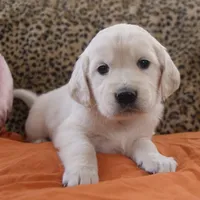 Orange, a male English Cream Golden Retriever for sale in Roseburg, OR – Photo 2 of 9