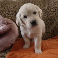 Orange, a male English Cream Golden Retriever for sale in Roseburg, OR – Photo 1 of 9