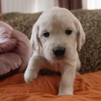 Orange, a male English Cream Golden Retriever for sale in Roseburg, OR – Photo 3 of 9