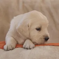 Orange, a male English Cream Golden Retriever for sale in Roseburg, OR – Photo 6 of 9
