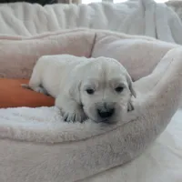 Orange, a male English Cream Golden Retriever for sale in Roseburg, OR – Photo 7 of 9