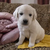 Yellow, a male English Cream Golden Retriever for sale in Roseburg, OR – Photo 2 of 9