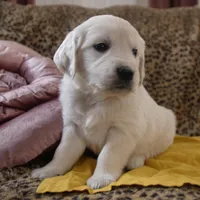 Yellow, a male English Cream Golden Retriever for sale in Roseburg, OR – Photo 3 of 9
