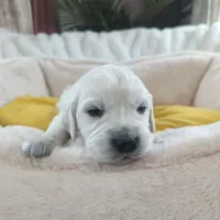 Yellow, a male English Cream Golden Retriever for sale in Roseburg, OR – Photo 7 of 9