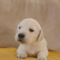 Yellow, a male English Cream Golden Retriever for sale in Roseburg, OR – Photo 5 of 9