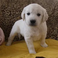 Yellow, a male English Cream Golden Retriever for sale in Roseburg, OR – Photo 1 of 9