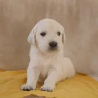 Yellow, a male English Cream Golden Retriever for sale in Roseburg, OR – Photo 6 of 9