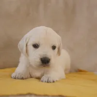 Yellow, a male English Cream Golden Retriever for sale in Roseburg, OR – Photo 4 of 9
