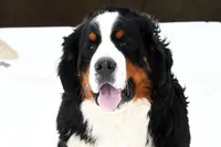 processed/6d467ec7-c087-4de8-8fc1-cfb98132390b/listing/42b8ba4d-5df0-4a8a-b426-fe6423ffafb4/2c23f113-7a1c-4a3c-860c-bb1590a9ec9e