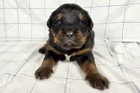 processed/6d467ec7-c087-4de8-8fc1-cfb98132390b/listing/a99205c2-d7cf-4aee-bfcb-4ad08e40be2a/046cff27-a9f5-467d-9072-8f347cc0f3ef