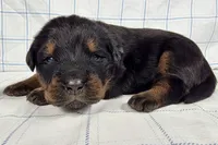 processed/6d467ec7-c087-4de8-8fc1-cfb98132390b/listing/a99205c2-d7cf-4aee-bfcb-4ad08e40be2a/d5939ab2-e262-4eb4-b556-22e837066bb8