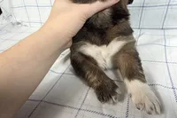 processed/6d467ec7-c087-4de8-8fc1-cfb98132390b/listing/f255411e-8334-493e-8761-2521279011ca/7447e812-36f6-4067-b121-46eac6bf0efa