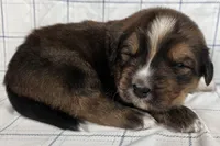 processed/6d467ec7-c087-4de8-8fc1-cfb98132390b/listing/f255411e-8334-493e-8761-2521279011ca/ab5af42e-34e2-4749-8a90-a9429ad0518e