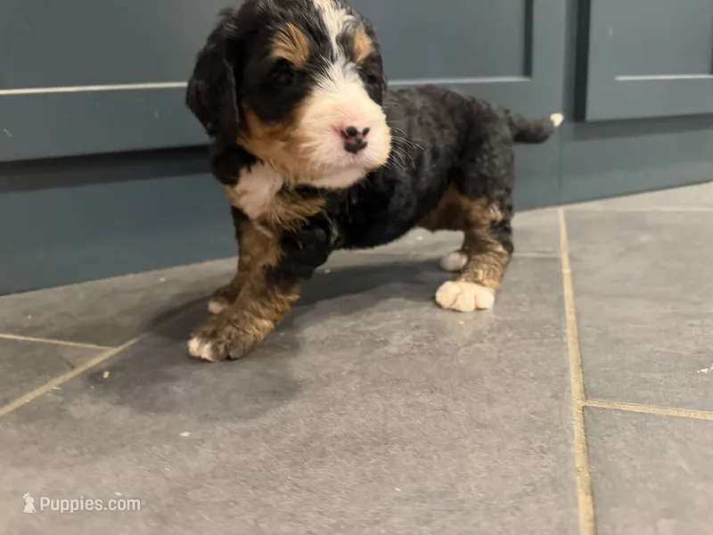 Aunt Becky  – Bernedoodle puppy for sale in Kennedy, NY