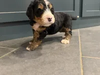 Aunt Becky , a female Bernedoodle for sale in Kennedy, NY – 1 of 3