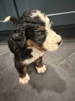 Stephanie, a female Bernedoodle for sale in Kennedy, NY – 2 of 2