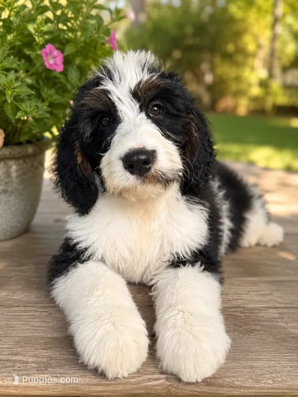 Max – Bernedoodle puppy for sale in Kennedy, NY