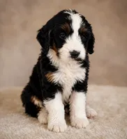Dewey, a male Bernedoodle for sale in Kennedy, NY – 1 of 1
