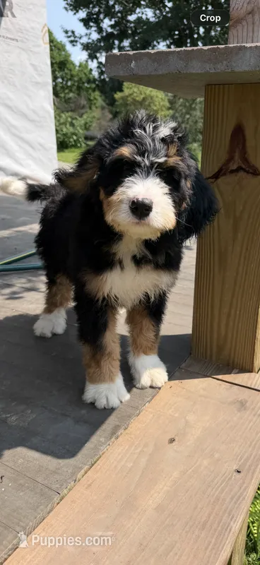 Lucky – Bernedoodle puppy for sale in Kennedy, NY