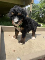 Michelle, a female Bernedoodle for sale in Kennedy, NY – 1 of 1