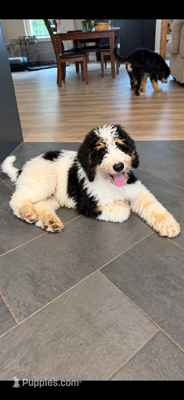 Comet – Bernedoodle puppy for sale in Kennedy, NY