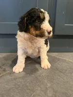 Michelle, a female Bernedoodle for sale in Kennedy, NY – 3 of 3