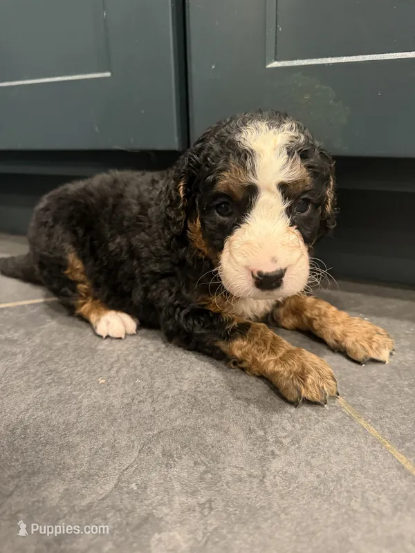 Kimmy  – Bernedoodle puppy for sale in Kennedy, NY