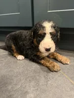 Kimmy , a female Bernedoodle for sale in Kennedy, NY – 1 of 3