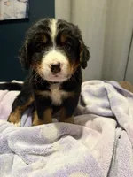 Jesse, a male Bernedoodle for sale in Kennedy, NY – 1 of 1