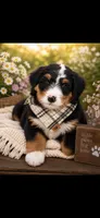 Becky, a female Bernedoodle for sale in Kennedy, NY – 1 of 1