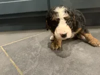 Kimmy , a female Bernedoodle for sale in Kennedy, NY – 3 of 3