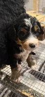 Aunt Becky , a female Bernedoodle for sale in Kennedy, NY – 3 of 3