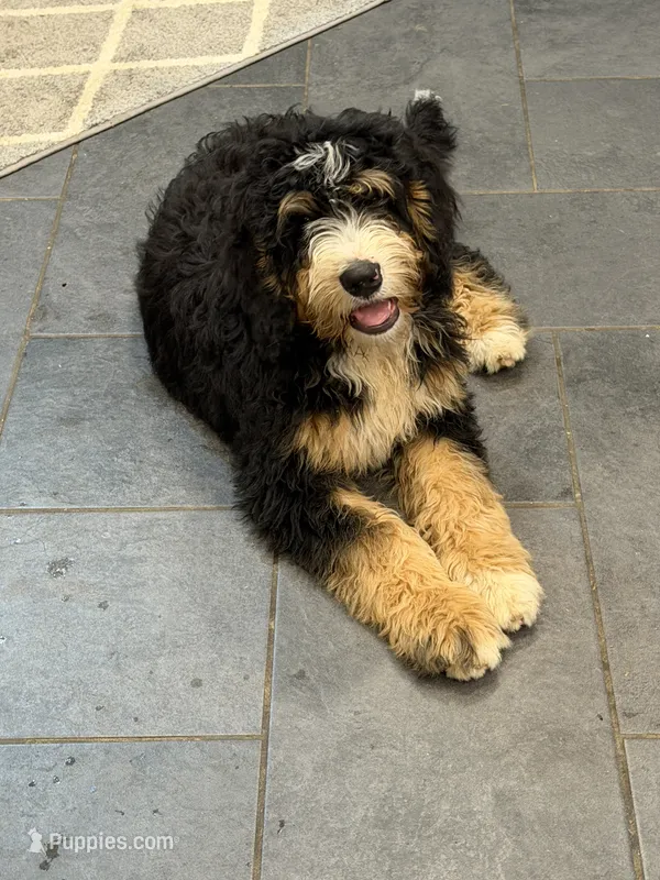 Lucky – Bernedoodle puppy for sale in Kennedy, NY