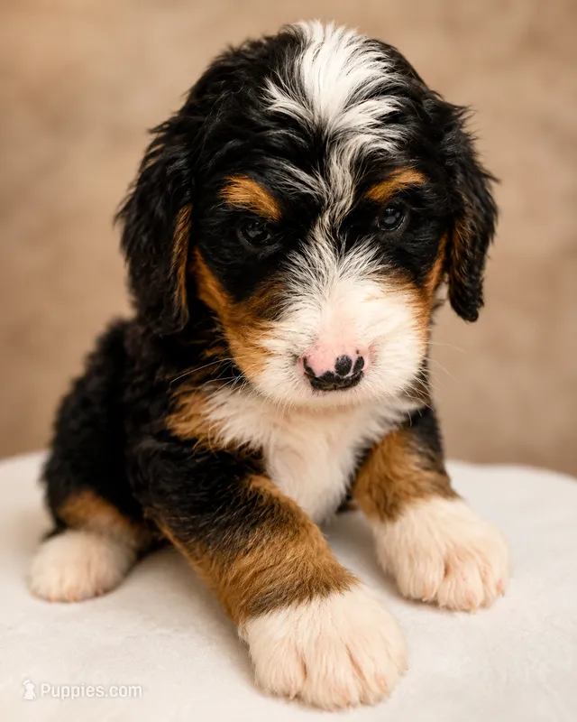 Malcolm – Bernedoodle puppy for sale in Kennedy, NY