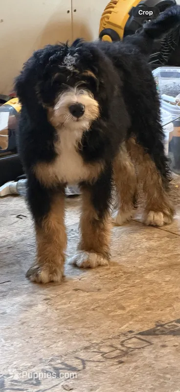 Lucky – Bernedoodle puppy for sale in Kennedy, NY