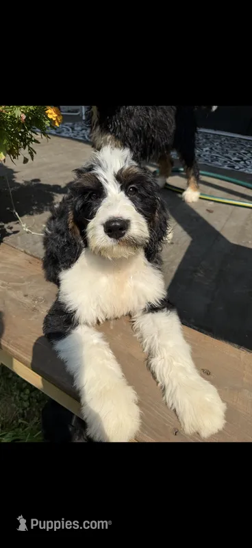Max – Bernedoodle puppy for sale in Kennedy, NY