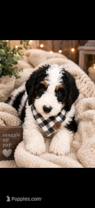 Michelle – Bernedoodle puppy for sale in Kennedy, NY