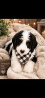 Michelle, a female Bernedoodle for sale in Kennedy, NY – 1 of 1