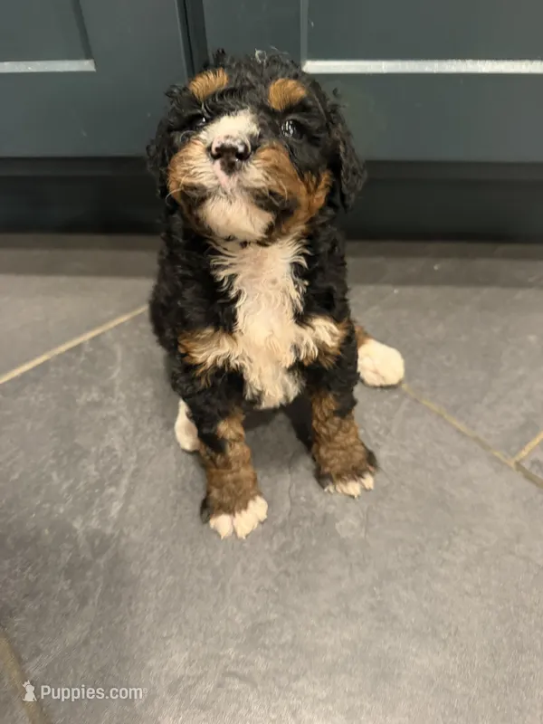 Dj – Bernedoodle puppy for sale in Kennedy, NY