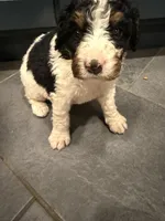 Michelle, a female Bernedoodle for sale in Kennedy, NY – 2 of 3
