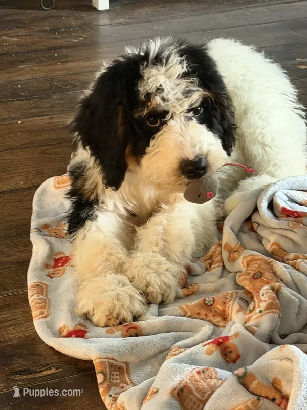 Comet – Bernedoodle puppy for sale in Kennedy, NY