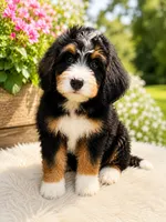 Hopper, a male Bernedoodle for sale in Kennedy, NY – 1 of 2