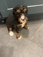 Dj, a female Bernedoodle for sale in Kennedy, NY – 2 of 2