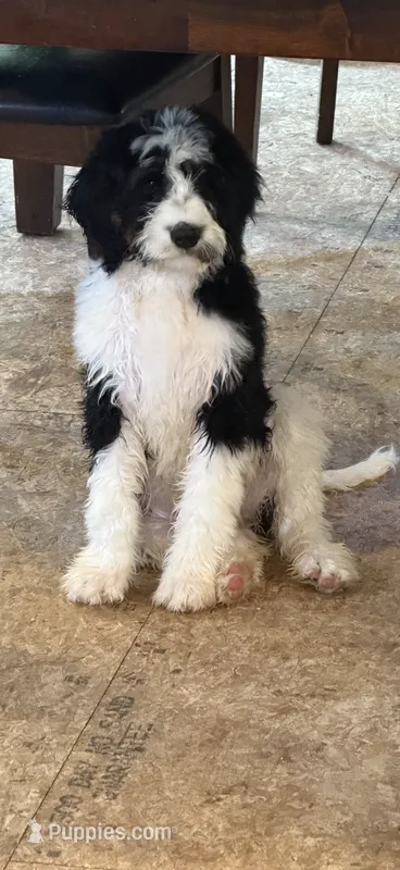 Max – Bernedoodle puppy for sale in Kennedy, NY